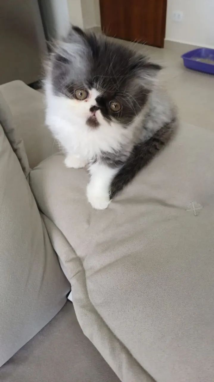 Persa lindos filhotes