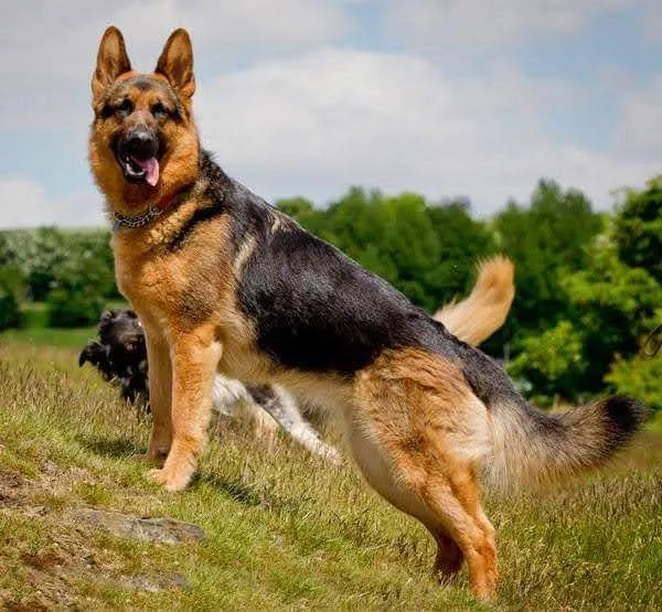 Caieiras Kennel - O novo integrante está chegando !