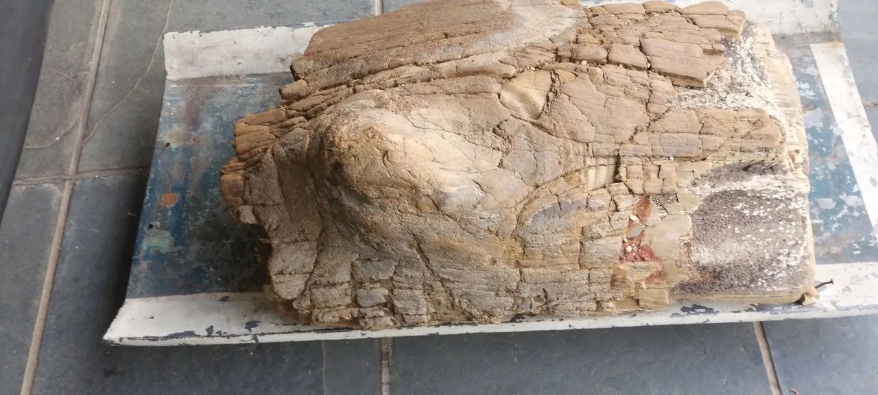 Tronco madeira petrificado antigo VENDO