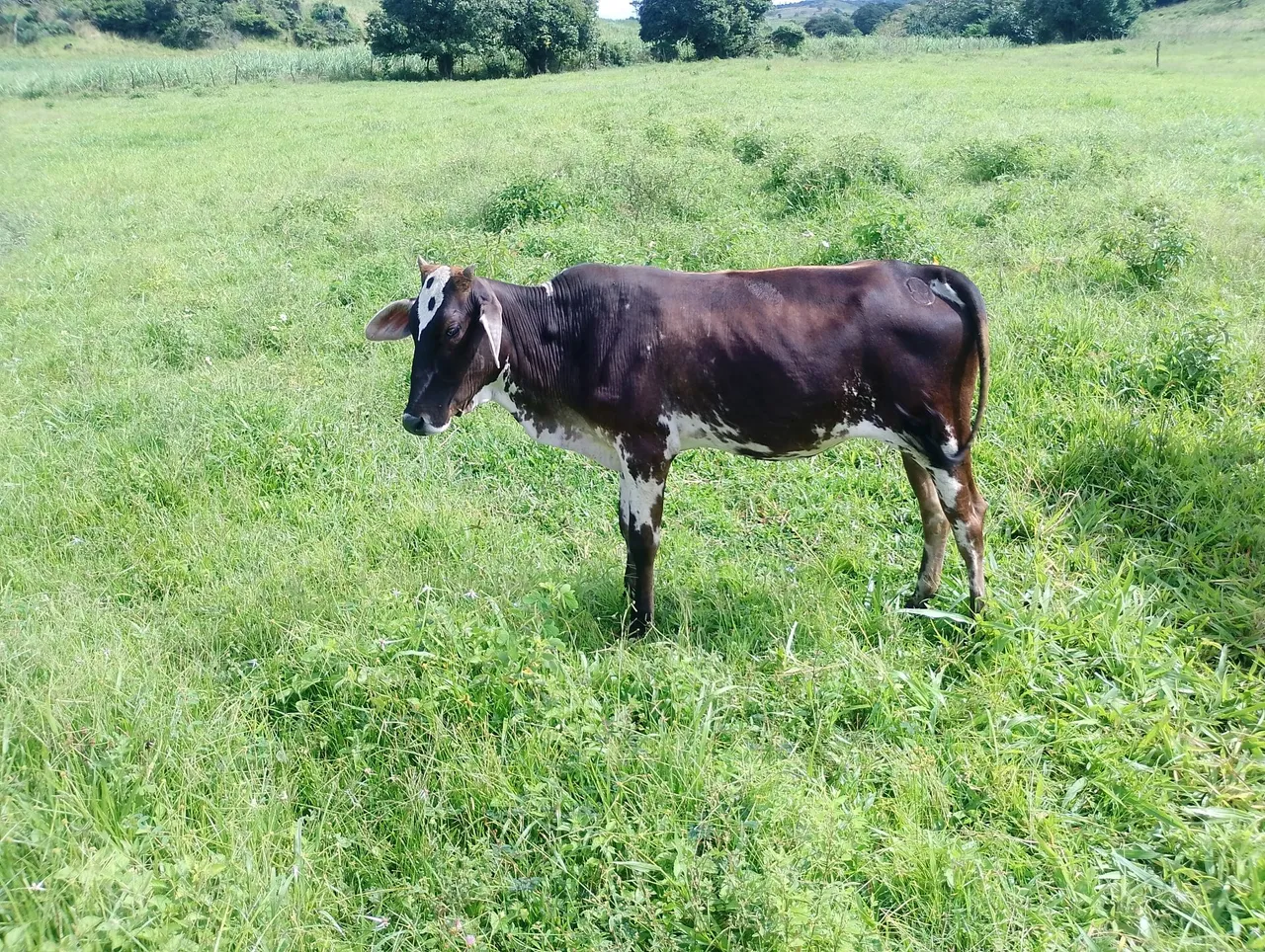 Vendo ou troco em bezerro
