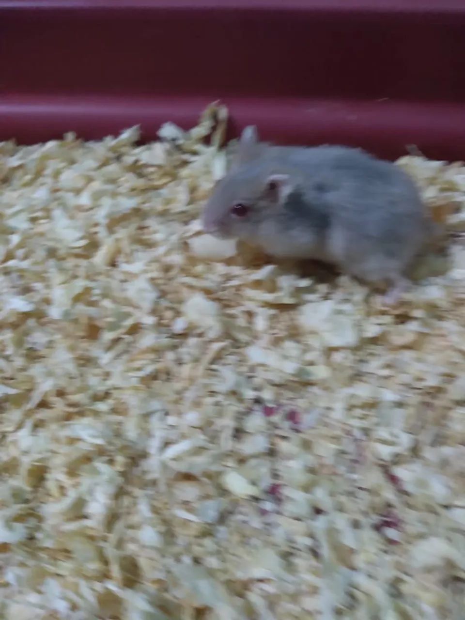 Filhote Hamster Anão Russo com gaiola