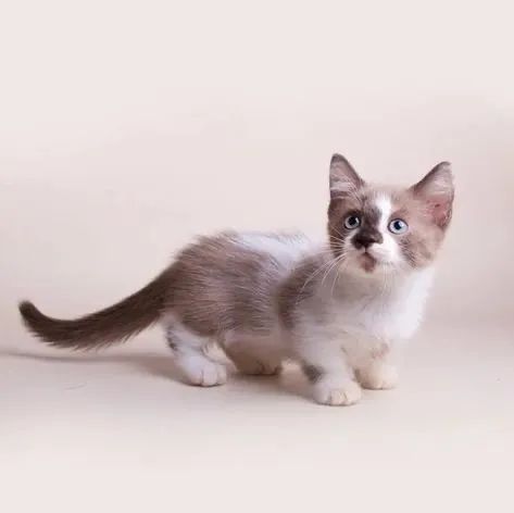 Adorável munchkin - O famoso gato das pernas curtas! - Foto 3