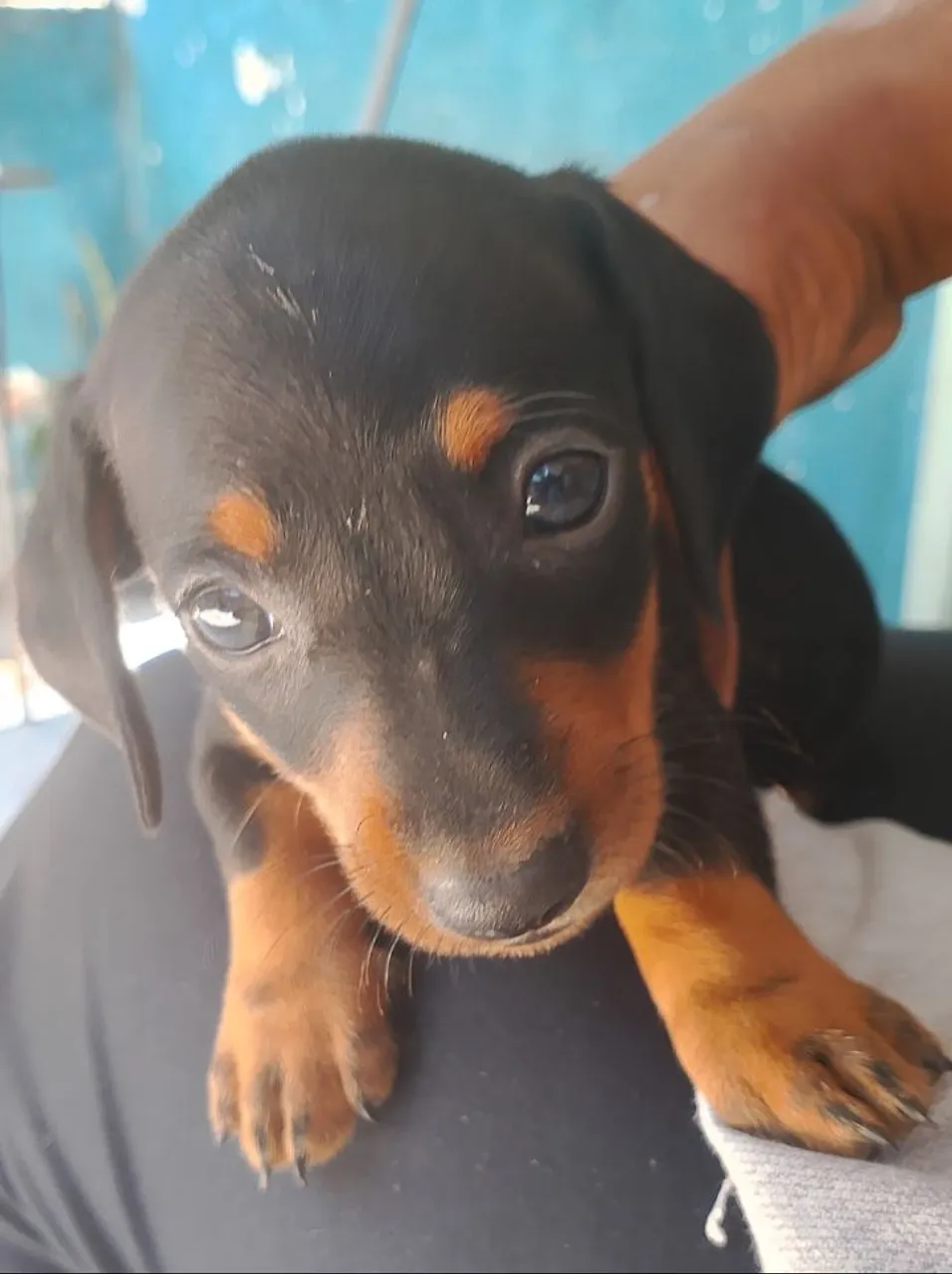 Filhote de cachorro Dachshund (Salsicha) Fêmea e Macho