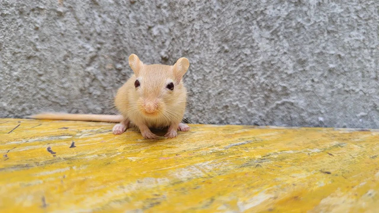 Doação Responsável Dupla de Gerbil - LEIA a DESCRIÇÃO  - Foto 2