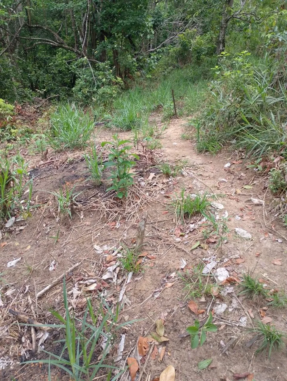 Terreno 7x15 em Mirueira paulista perto dos prédios