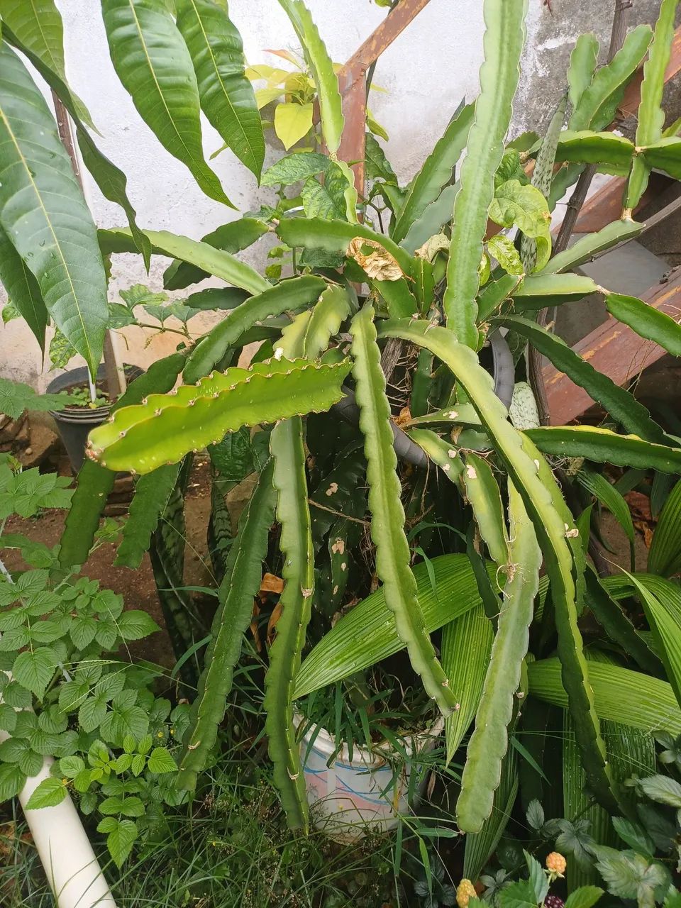 Pitaya