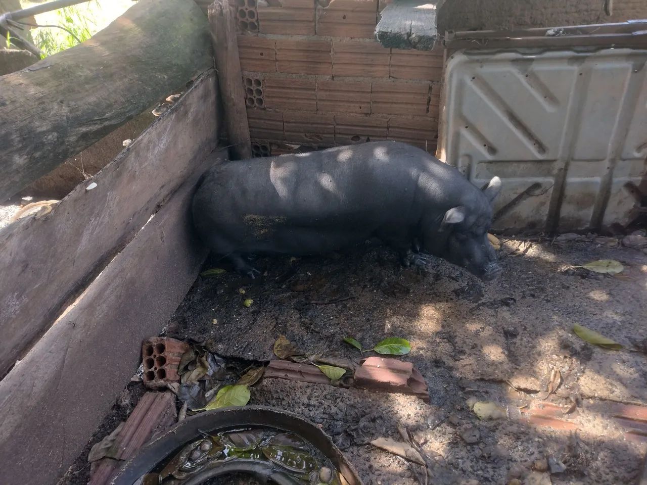 Vende-se Porco caipira  - Foto 3