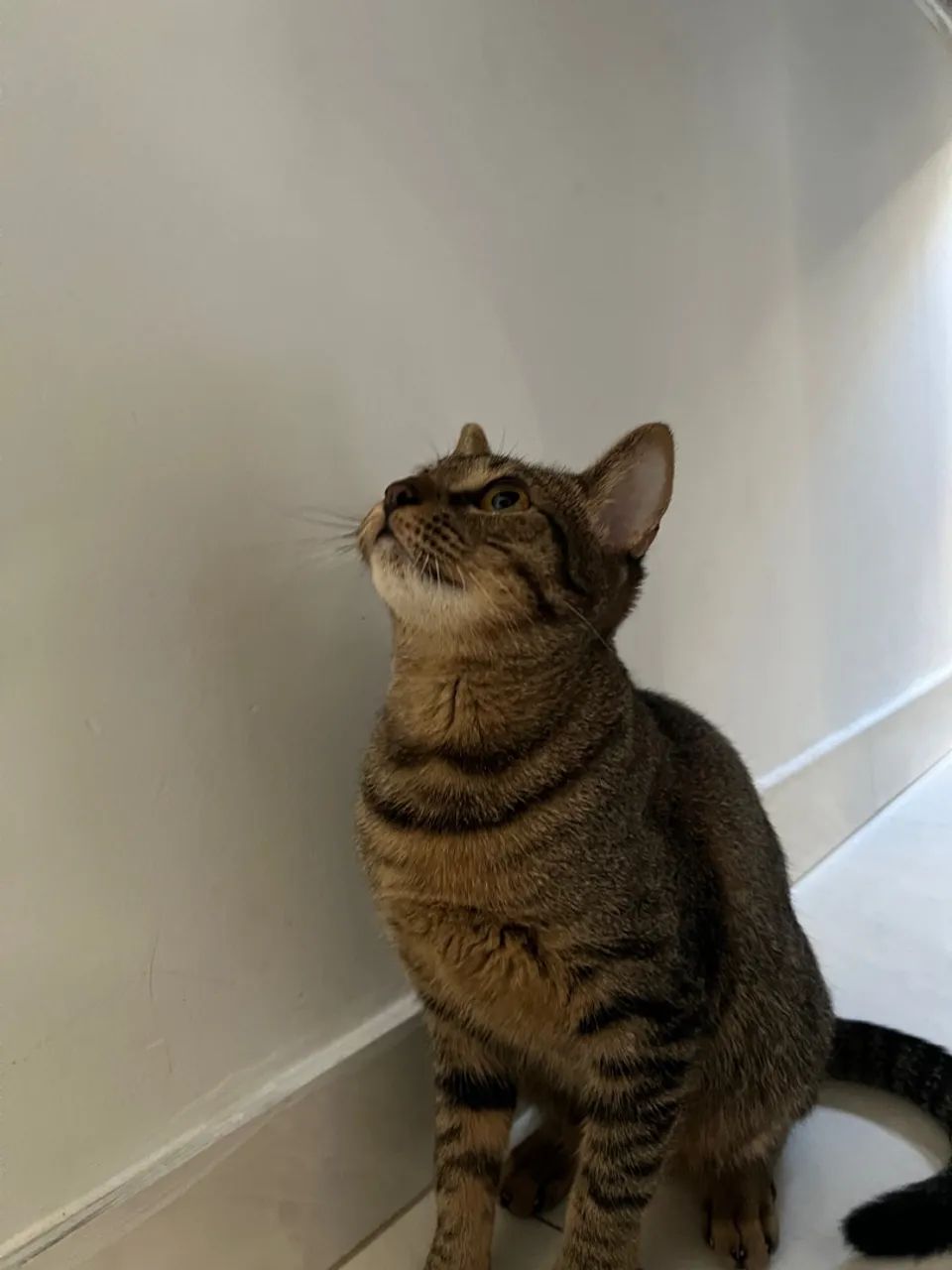 gato femea 4 meses  - Foto 5