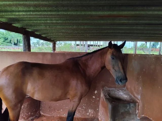 Hospedagem de cavalos - Foto 5