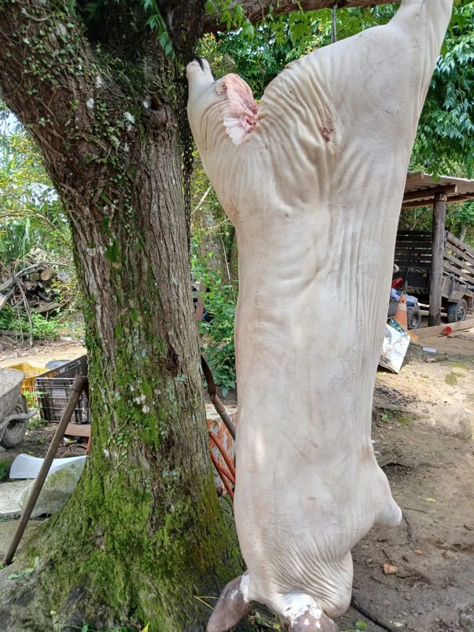 Carne de porco fresca para venda R$10kg - Foto 3