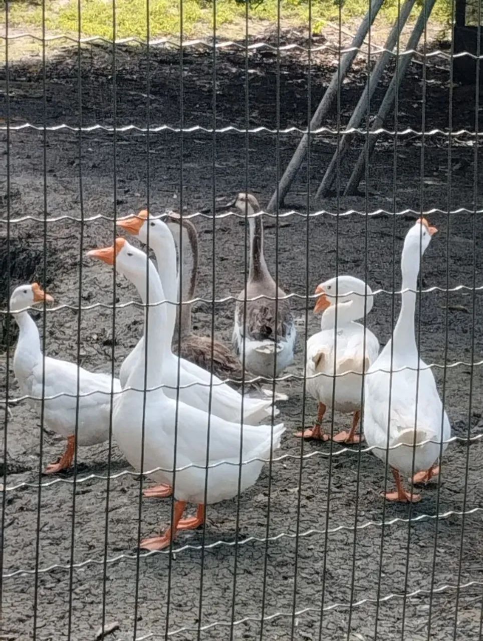 Gansos sinaleiros - Foto 3