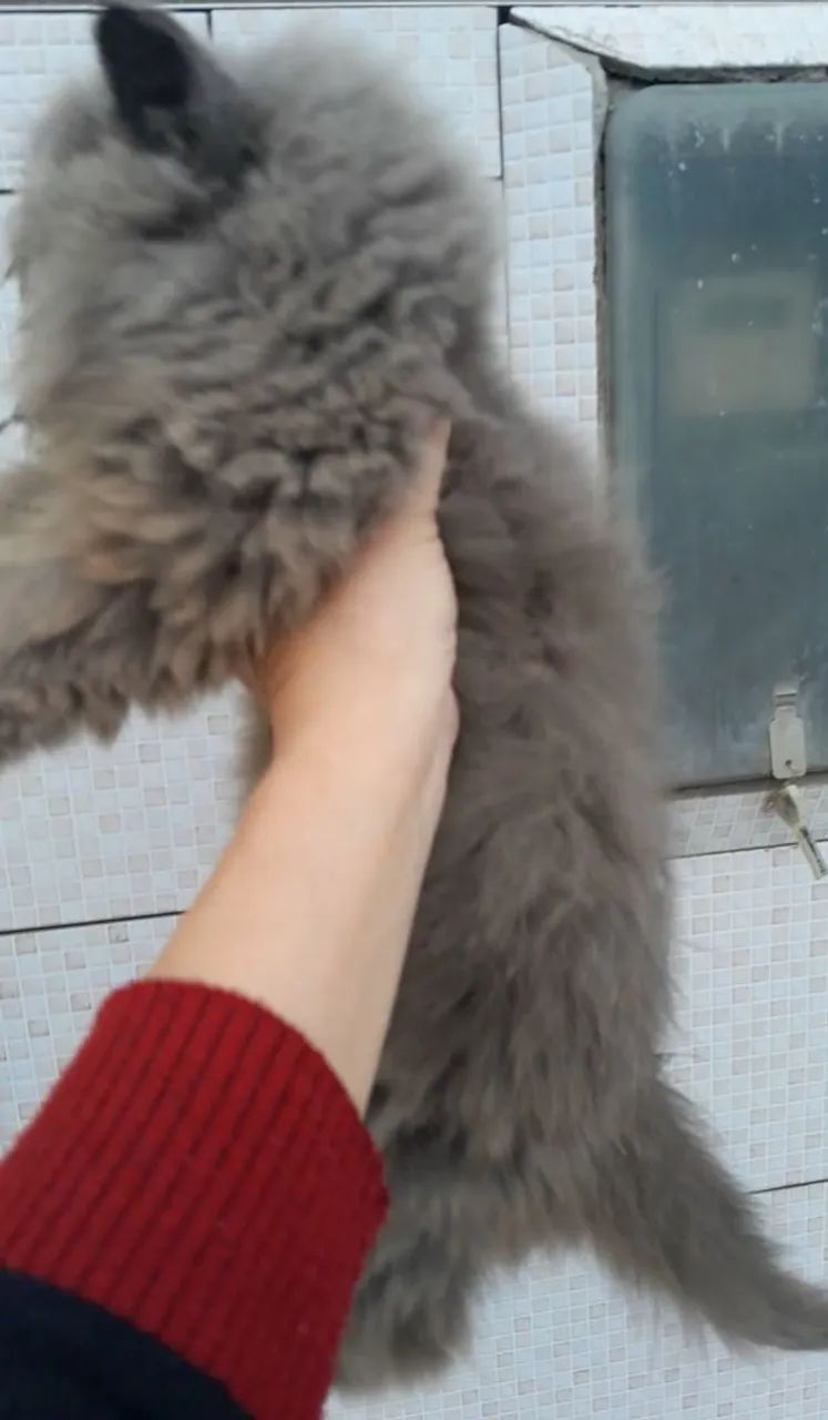 Gatinho Persa Cinza MACHO.  - Foto 2