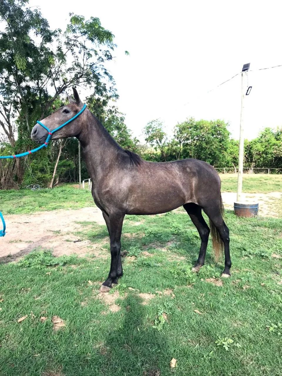 Vendo Potra Tordilha, 3 anos e 9 meses - Foto 2