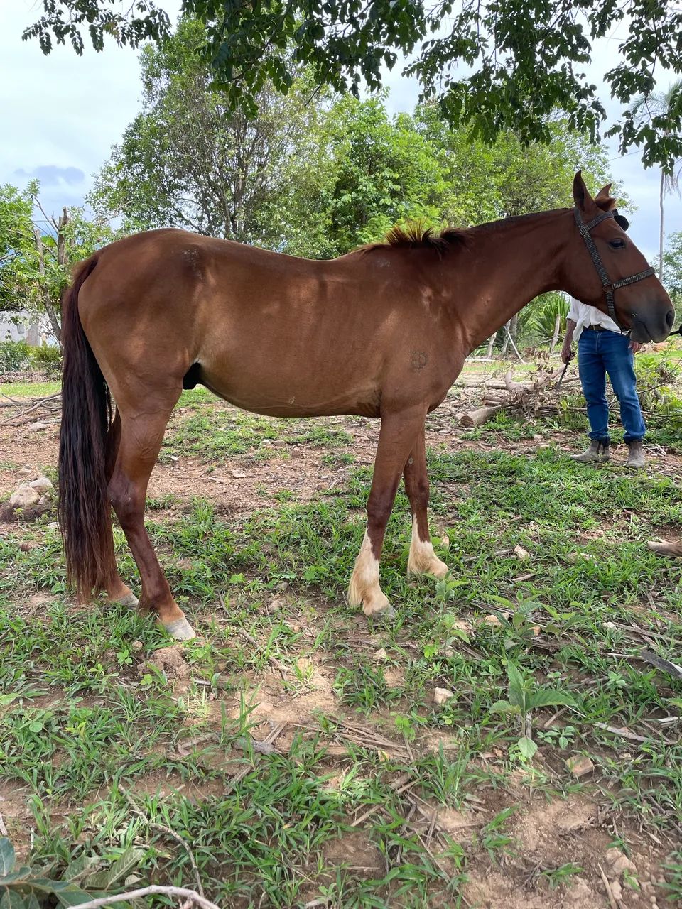 Cavalo macha batida , muito esperto , troco em gado