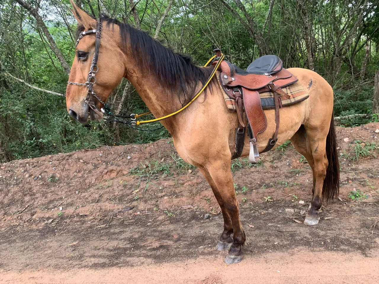 Cavalo campo limpo 