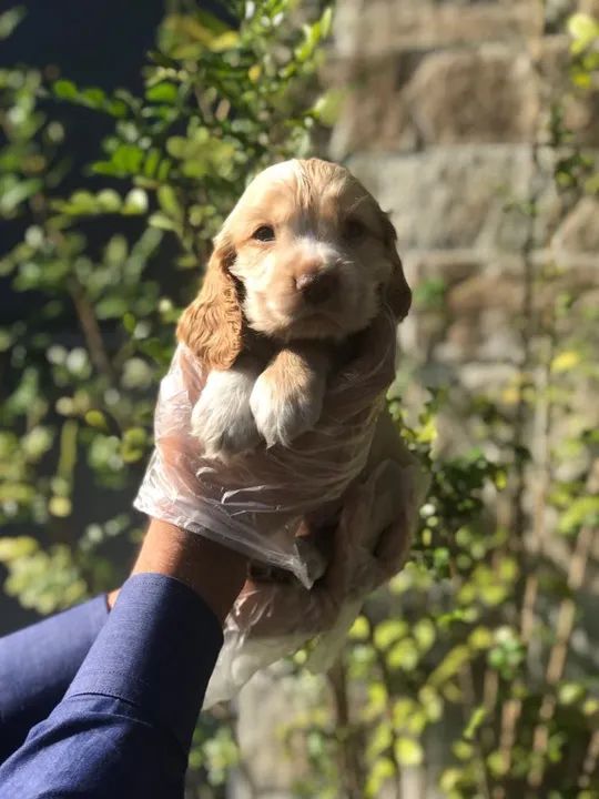 Cocker Spaniel ingles Fazemos criação profissional, com todo empenho, carinho e Amor