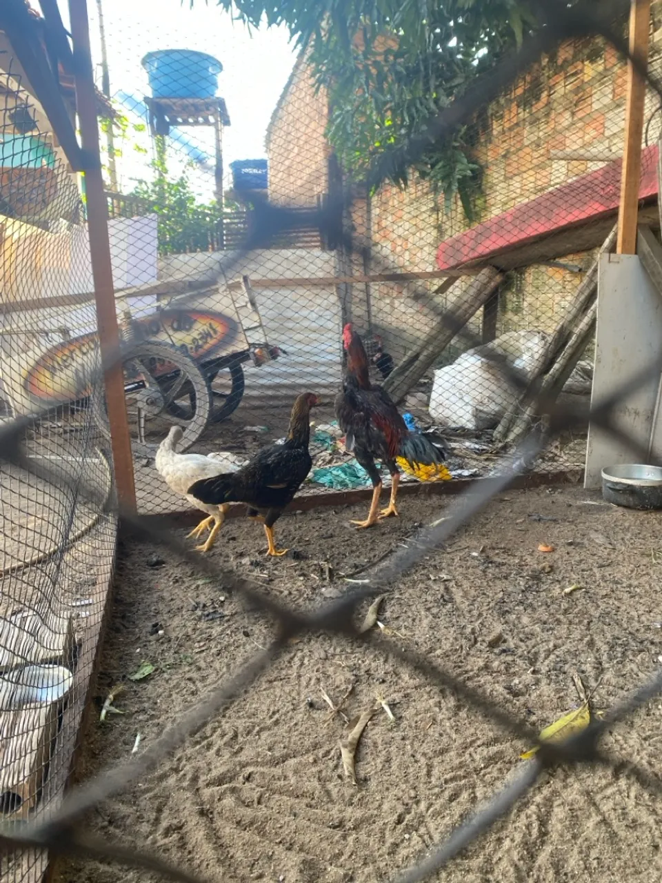 Galinhas e galos para venda