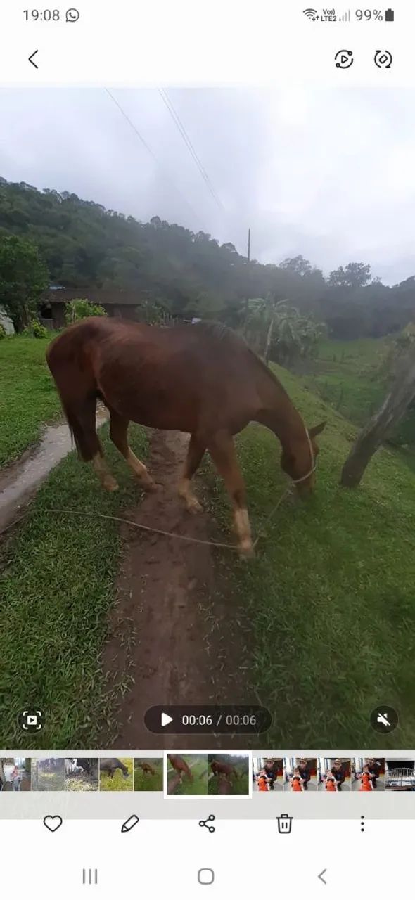 Cavalo criolo - Foto 4