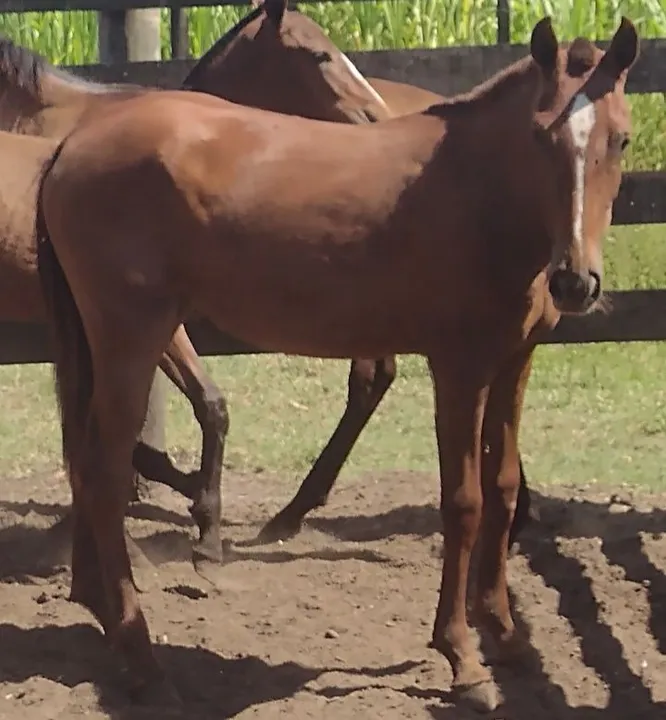 Potrinha Marchador