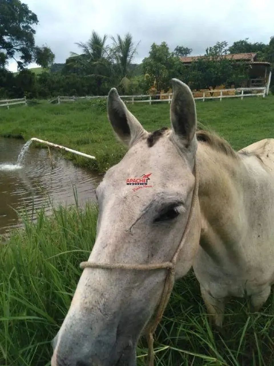 Fazenda com 108 hectares a venda em Barra Longa - Foto 5