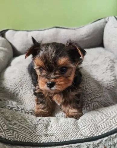 Filhotes de Yorkshire: Pequeno, mas de Grande Personalidade