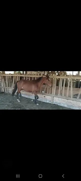Potro castanho para venda - Foto 3