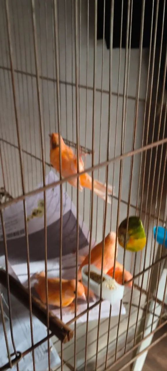 Disponíveis 5 unidades  - Foto 2