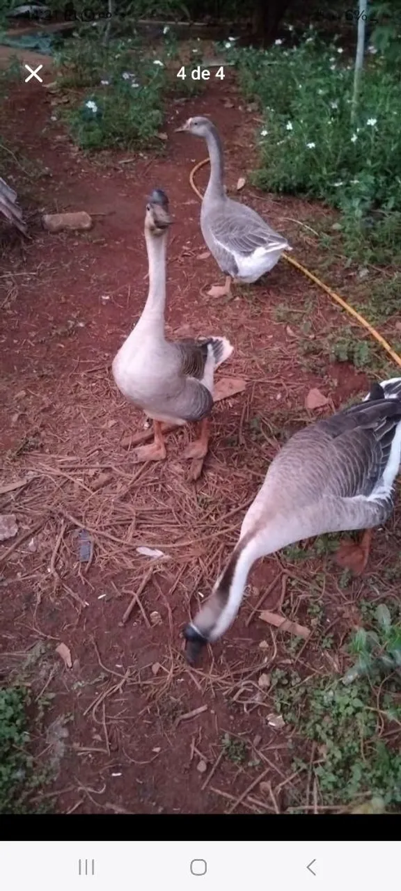 3 Gansos Lindos para Venda