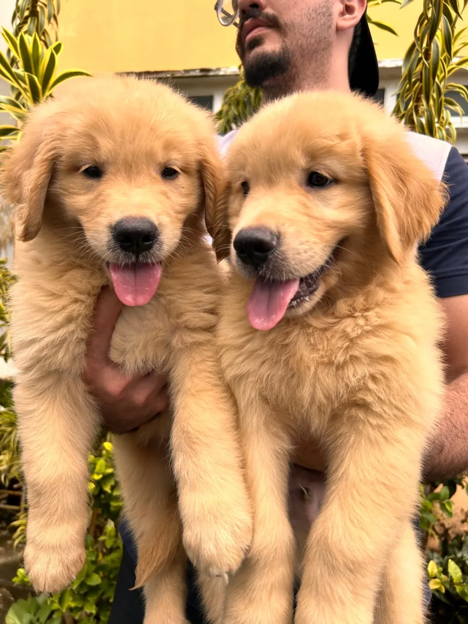 Golden Retriever macho PROMOÇÃO DIA DOS NAMORADOS