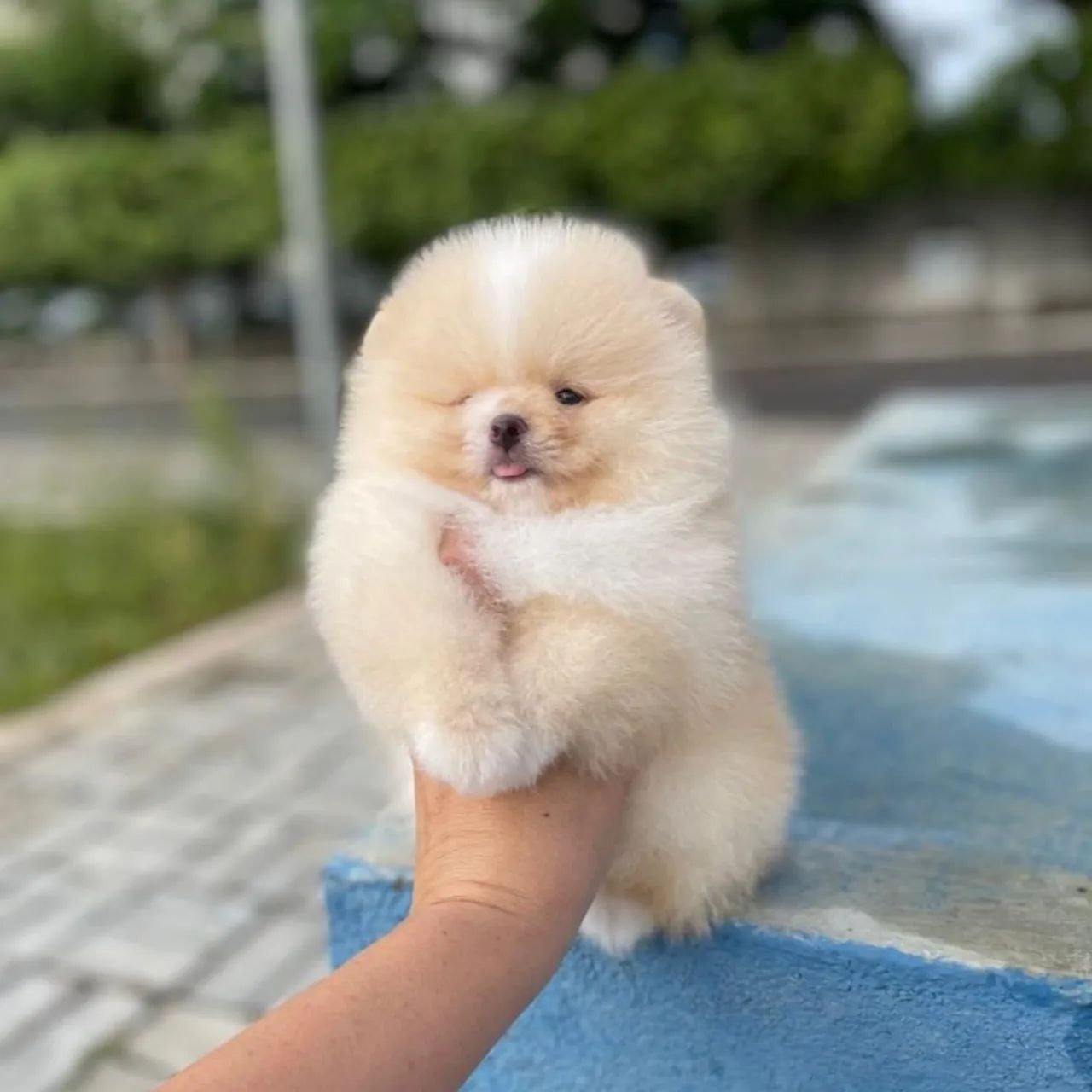 Lulu da Pomerânia Ursinhos Pedigree CBKC  - Foto 5