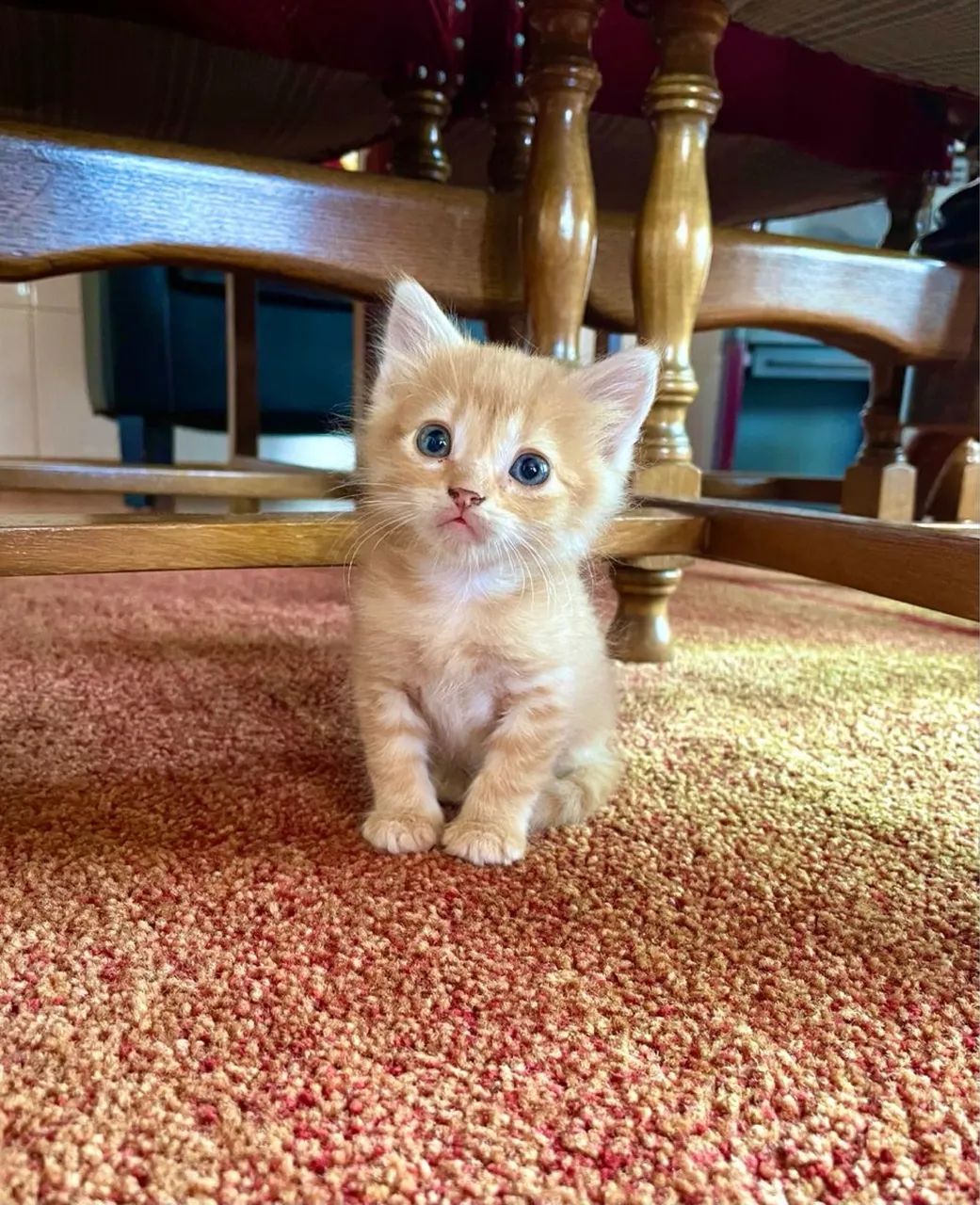 Lindos bebês de angora disponíveis 