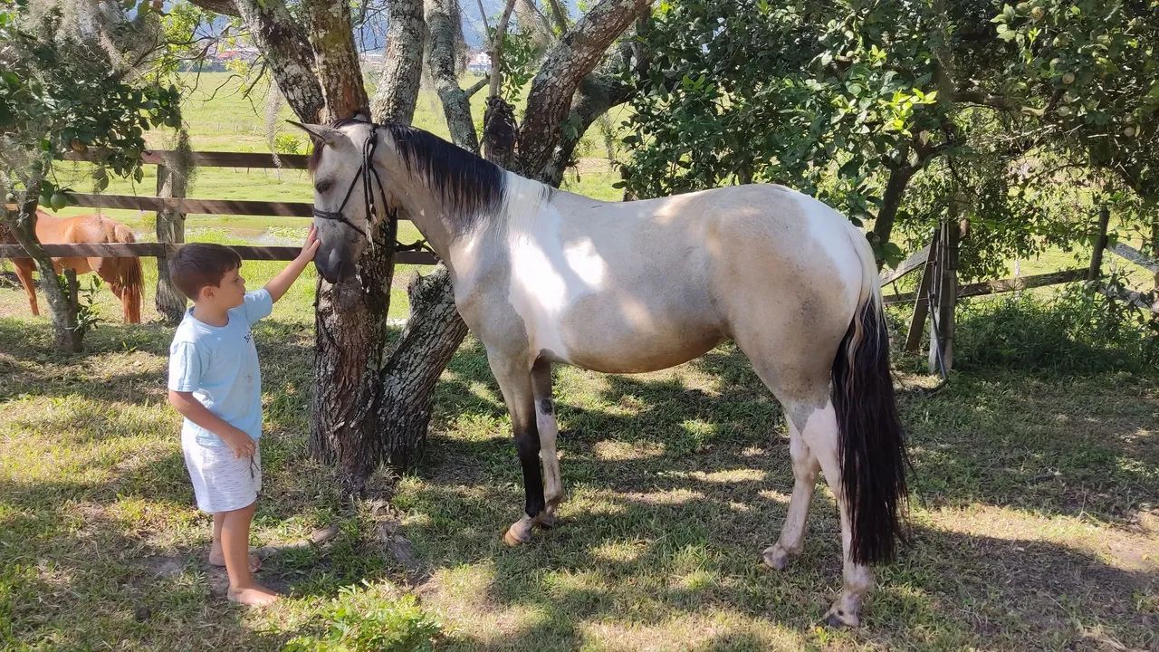 CAVALO de marcha picada  - Foto 2