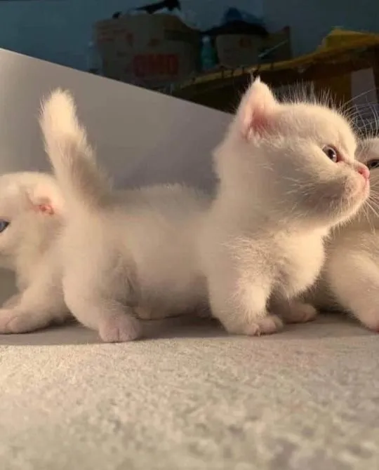 Adorável munchkin - O famoso gato das pernas curtas!