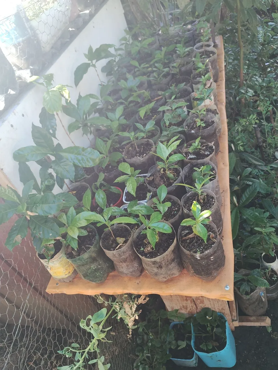 Mudas de café prontas para o plantio , todas do mesmo tamanho das fotos. Só R$ 5,00 cada !