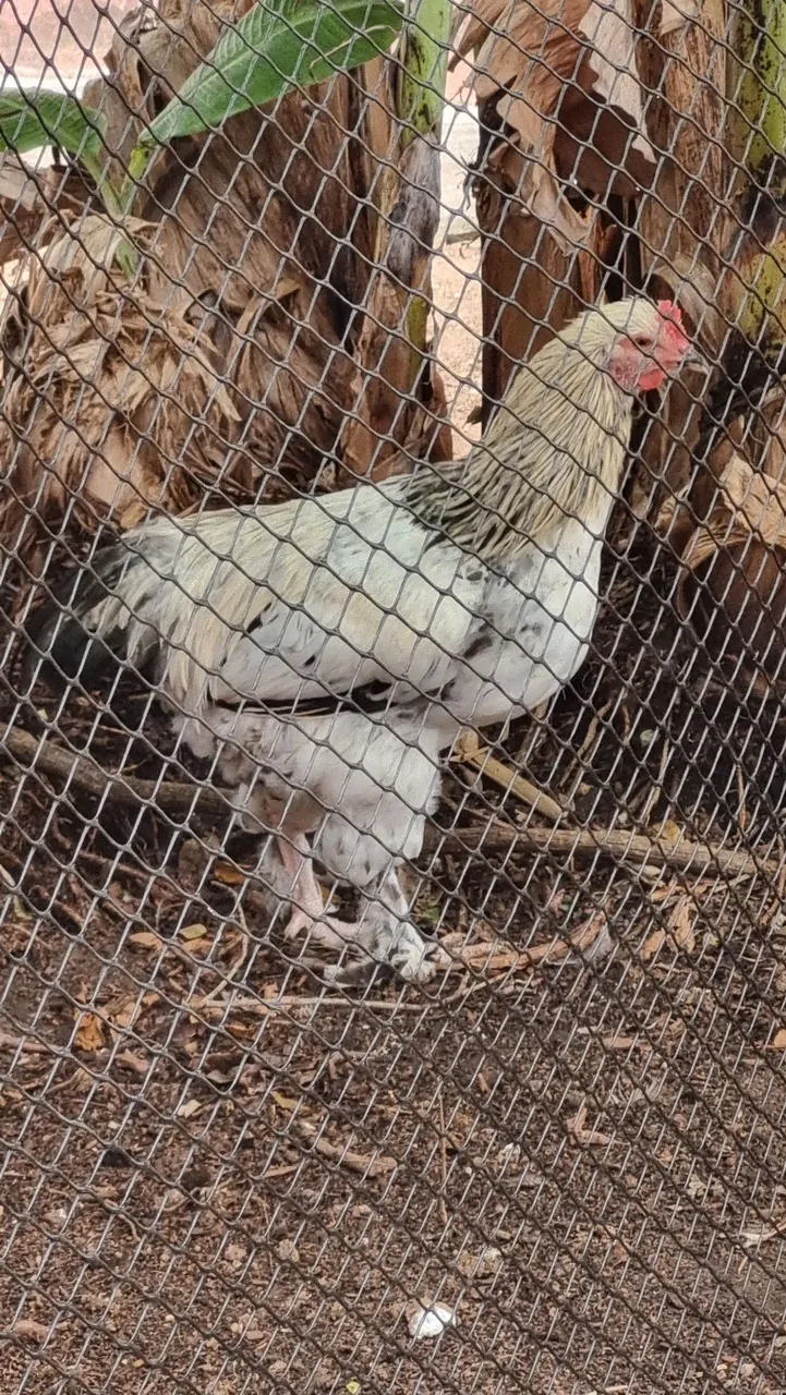 Vendo Galo Brahma