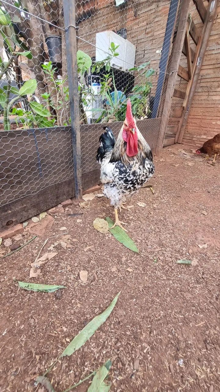 Galo De Seleção - Genética para Ovos Multicoloridos - Foto 6