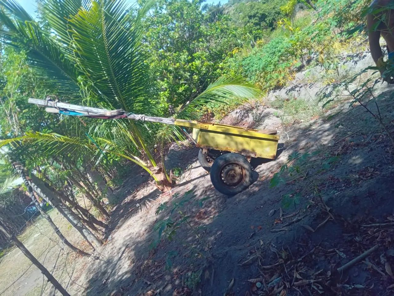 Cavalo e carroça - Foto 3