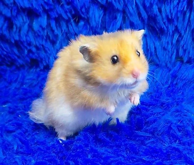 Hamster ursinho 