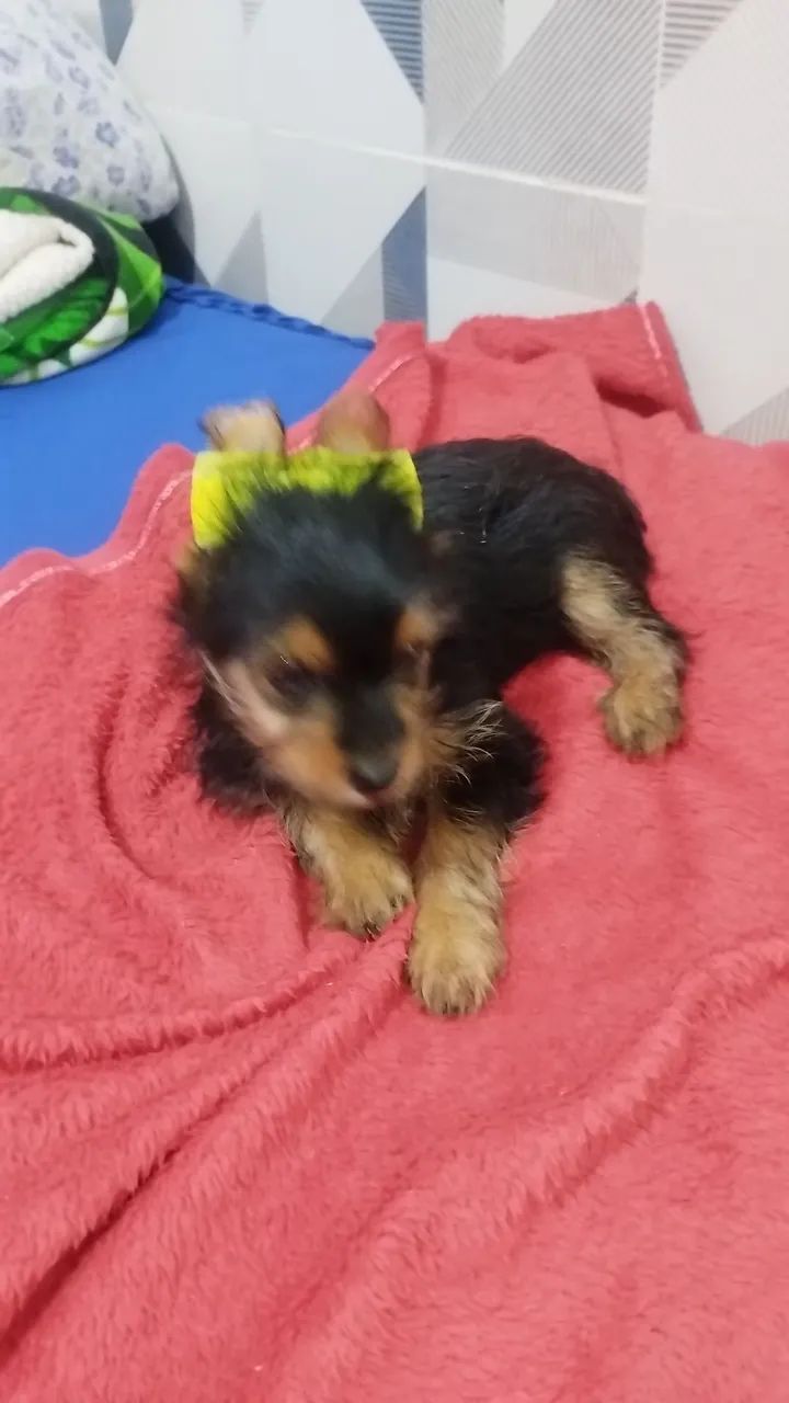Pet