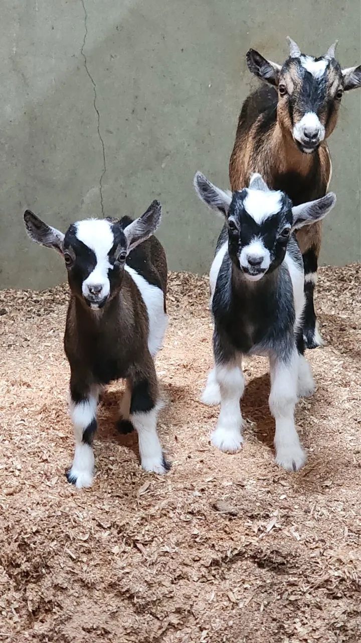 Mini cabra - Foto 4