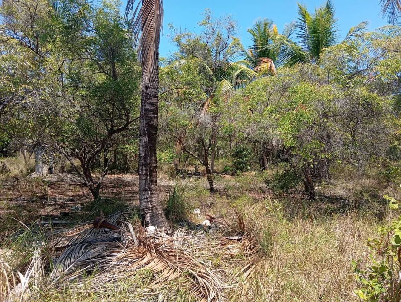 Sítio no povoado Angelim, Santo Amaro Das Brotas-SE - Foto 5