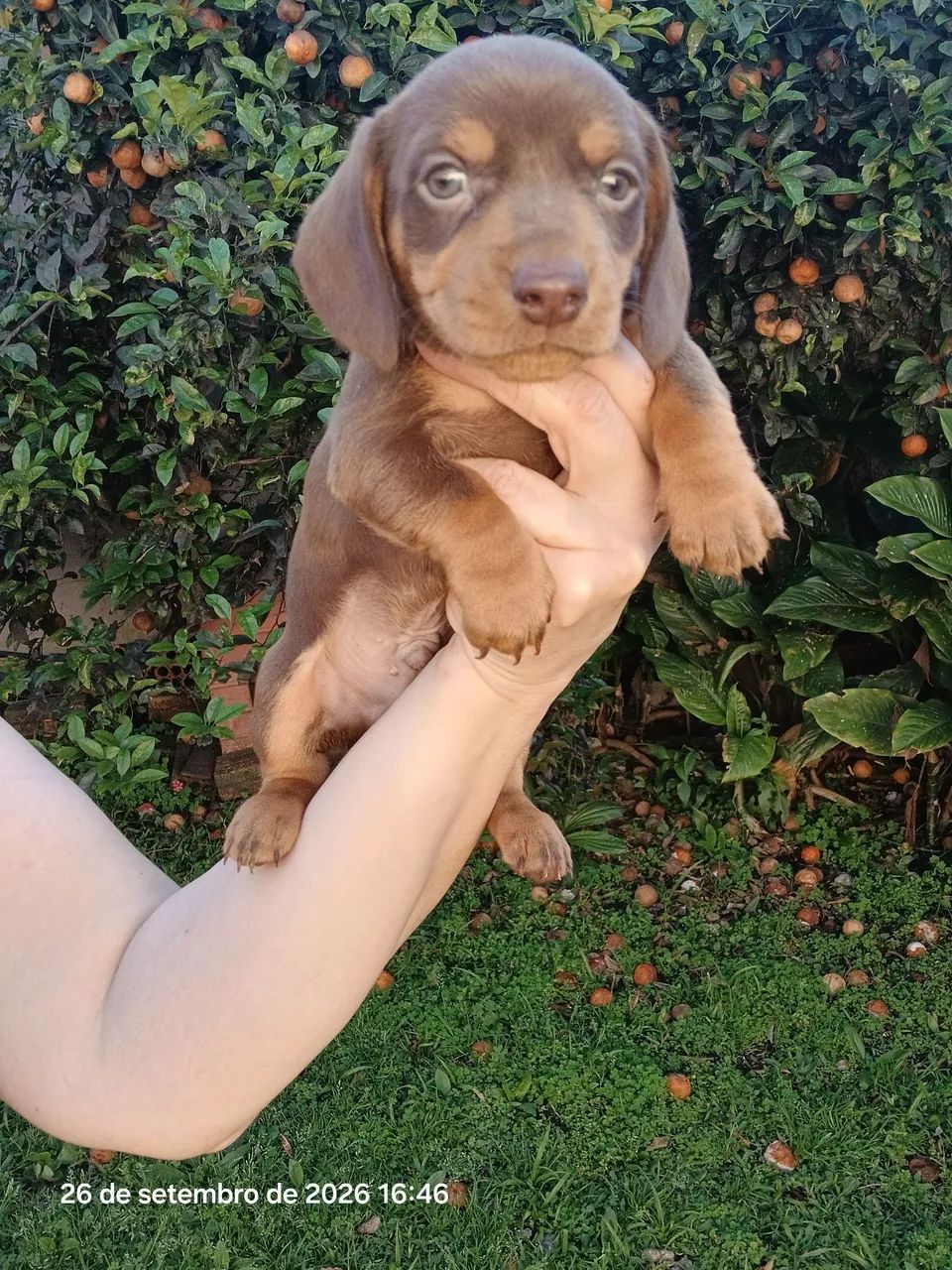 Cachorrinho cofap  - Foto 3