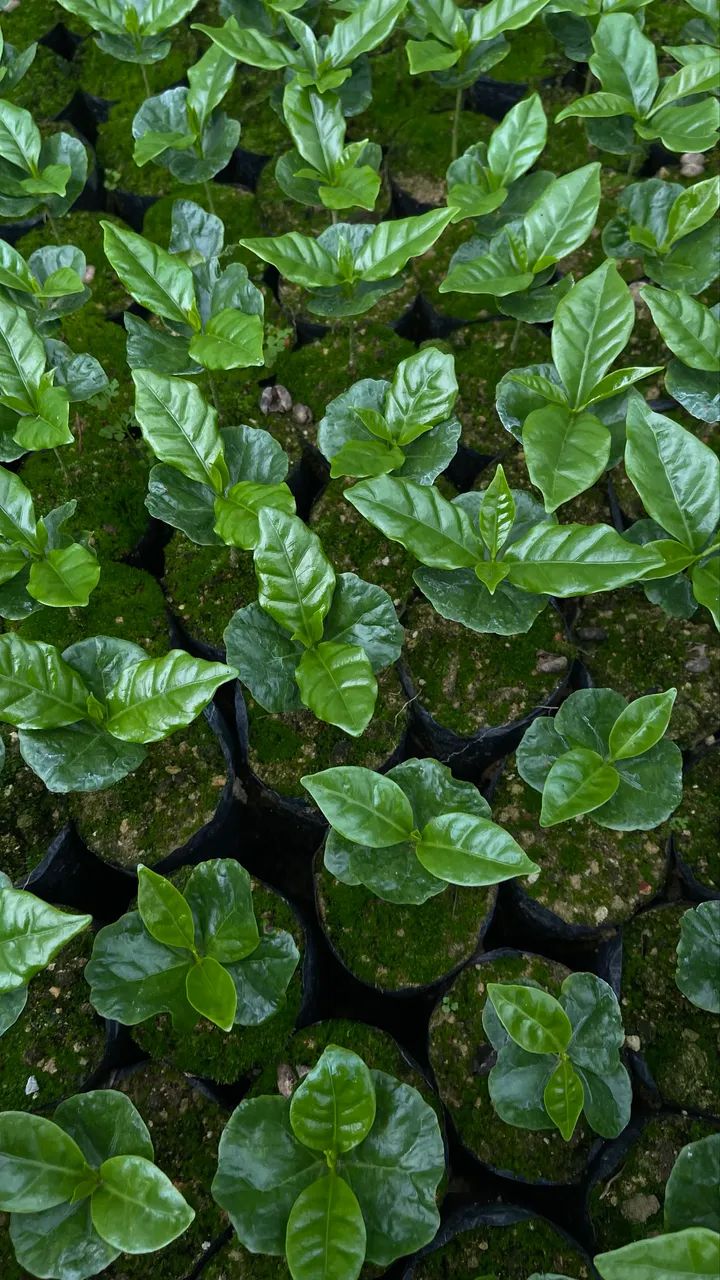 Mudas de café Arara e 144 - Foto 4