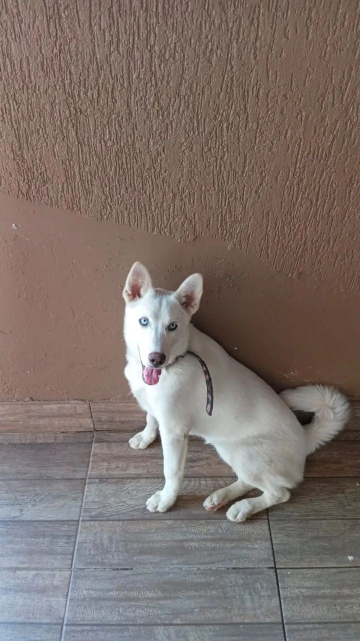 Animal - Foto 2