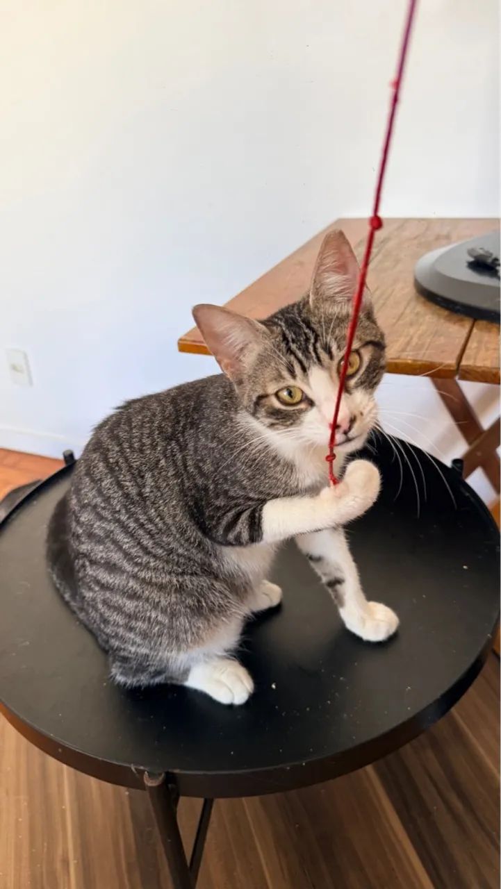 Gato macho castrado, 8 meses - Foto 2