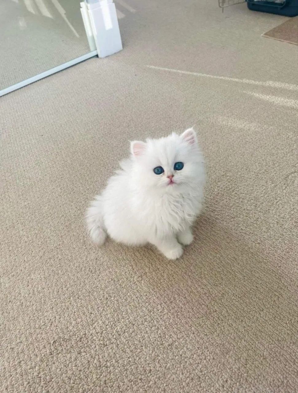 Fofos Gato Persa Macho Branco Disponível 
