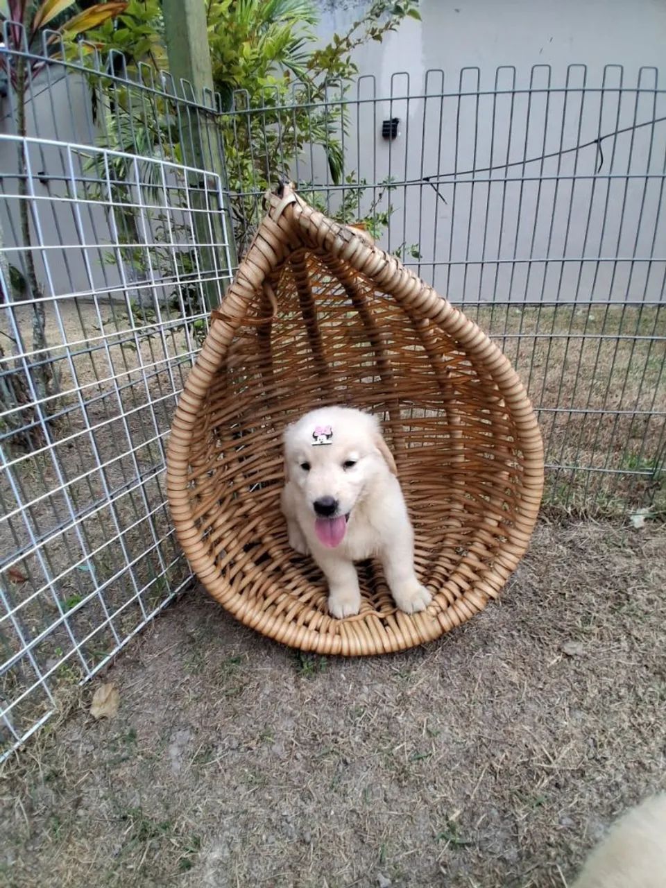 Golden Retriever - Foto 3