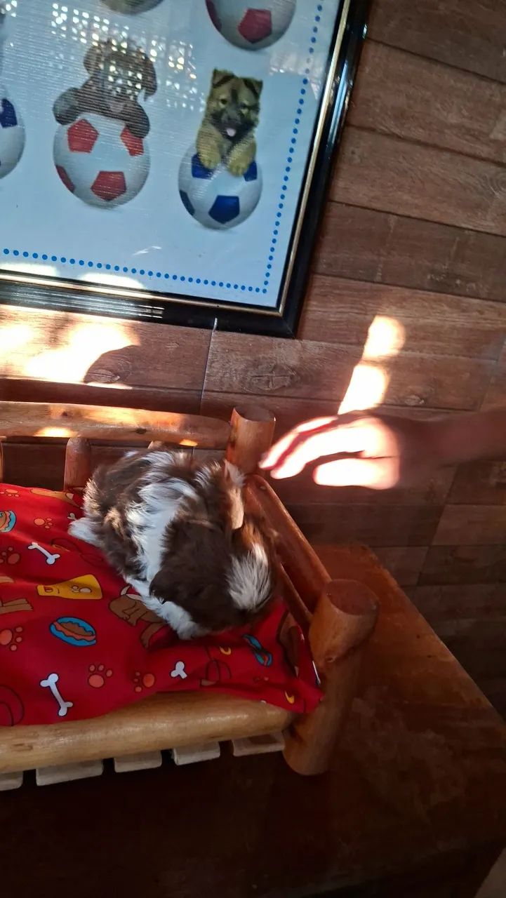 Bebê shih tzu - Foto 4