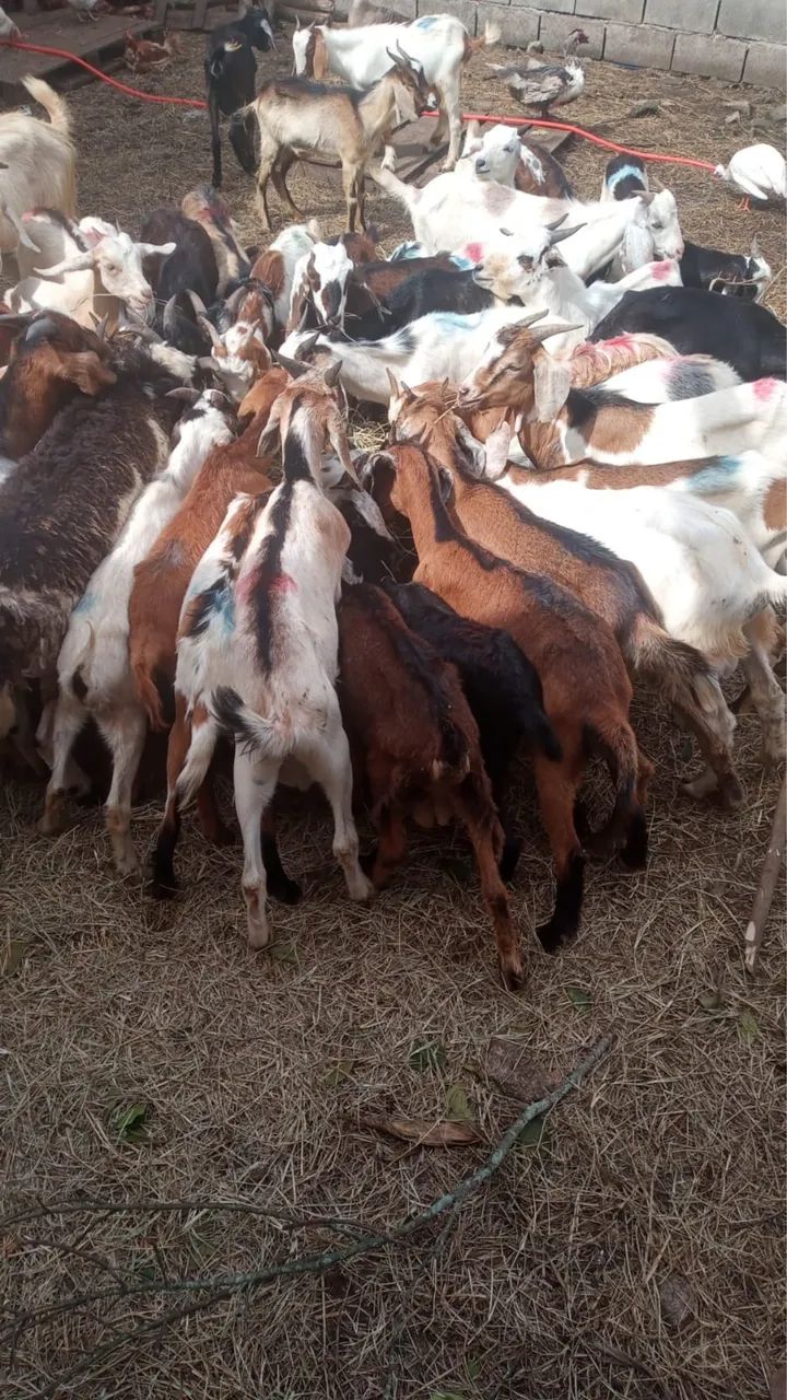 Cabras e bodes a venda 