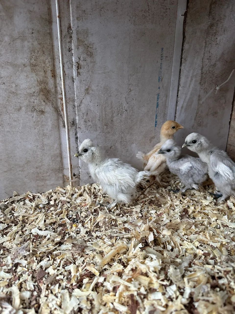 Pintinhos de galinha sedosa  - Foto 2